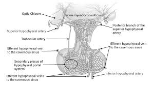  PITUITARY BANK TECHNIQUES